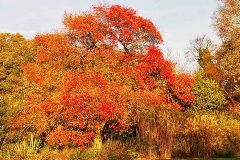 Nyssa Sylvatica,Black Gum, Tupelo, Black Gum Tree, Common Tupelo Tree, Cotton Gum, Pepperidge, Sour Gum Tree, Fall color interest