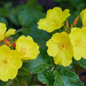 Oenothera Biennis, Common Evening Primrose, Evening Star, Sun Drop, Coffee Plant, Cure-All, Fever Plant, Field Primrose, Four O'Clock, German Rampion, Large Rampion, Night Willowherb, Scabbish, Scurvish, Wild Four O'Clock