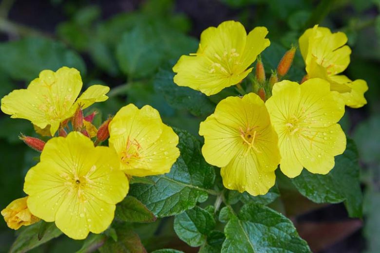 Oenothera Biennis, Common Evening Primrose, Evening Star, Sun Drop, Coffee Plant, Cure-All, Fever Plant, Field Primrose, Four O'Clock, German Rampion, Large Rampion, Night Willowherb, Scabbish, Scurvish, Wild Four O'Clock