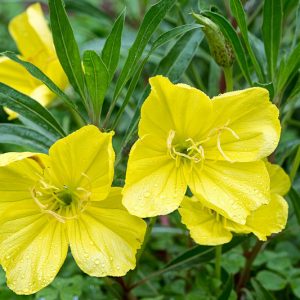 Oenothera Macrocarpa, Ozark Sundrops, Oenothera Missouriensis, Missouri Evening Primrose, Missouri Primrose, yellow flowers, ground covers, grouncover, perennial ground cover