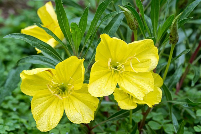 Oenothera Macrocarpa, Ozark Sundrops, Oenothera Missouriensis, Missouri Evening Primrose, Missouri Primrose, yellow flowers, ground covers, grouncover, perennial ground cover