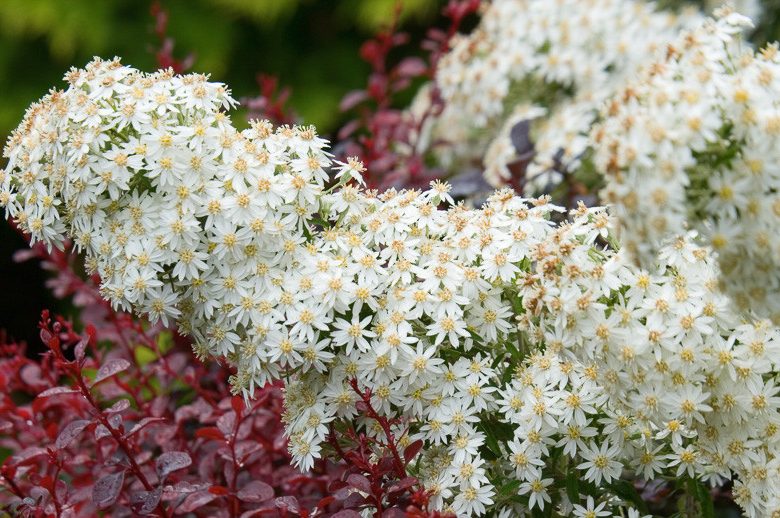 Olearia x scilloniensis, Daisy Bush, white flowers, evergreen shrub, fragrant flowers