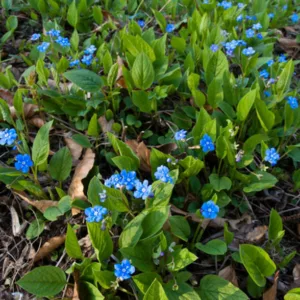 Omphalodes Verna, Blue-Eyed Mary, Creeping Forget-Me-Not, Venus's Buttons, Blue Ground Cover
