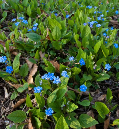 Omphalodes Verna, Blue-Eyed Mary, Creeping Forget-Me-Not, Venus's Buttons, Blue Ground Cover