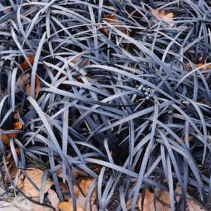 Ophiopogon Planiscapus 'Nigrescens', Black Mondo, Black Mondo Grass, Black Lilyturf, Ophiopogon planiscapus 'Black Dragon', Ophiopogon planiscapus 'Nigra', Ophiopogon 'Black Dragon'