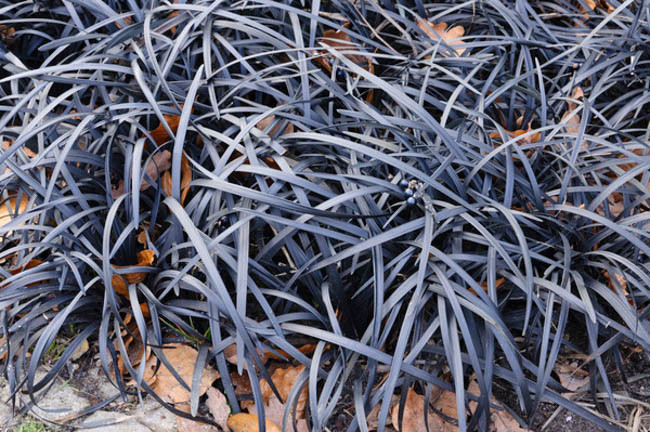 Ophiopogon Planiscapus 'Nigrescens', Black Mondo, Black Mondo Grass, Black Lilyturf, Ophiopogon planiscapus 'Black Dragon', Ophiopogon planiscapus 'Nigra', Ophiopogon 'Black Dragon'