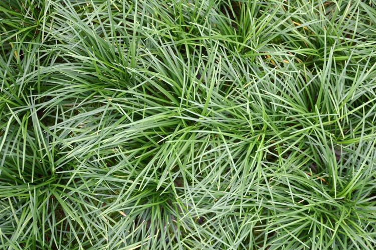Ophiopogon japonicus, Mondo Grass, Dwarf Lilyturf, Dwarf Mondo Grass, Japanese Lilyturf, evergreen grass