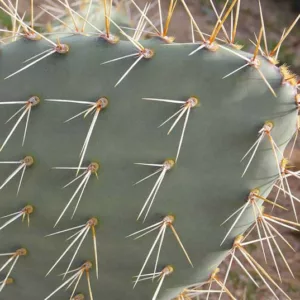 Opuntia engelmannii, Engelmann Prickly Pear, Cactus Apple, succulent, cactus, drought tolerant plant