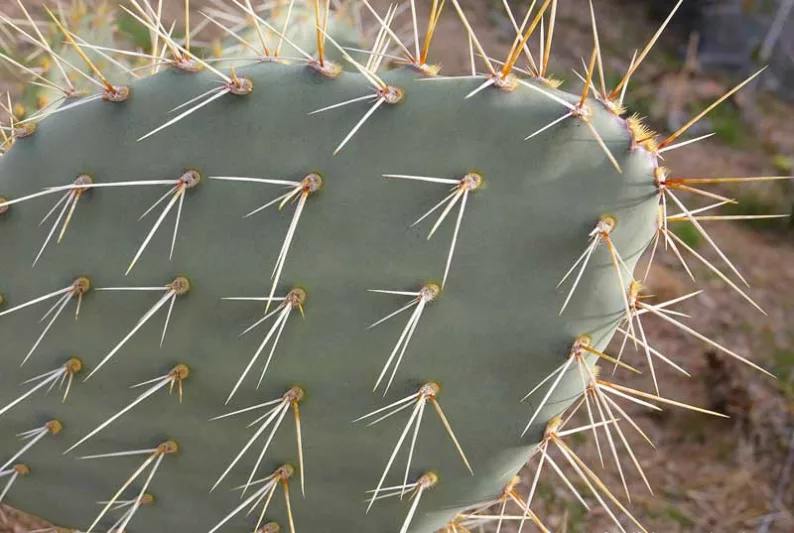 Opuntia engelmannii, Engelmann Prickly Pear, Cactus Apple, succulent, cactus, drought tolerant plant