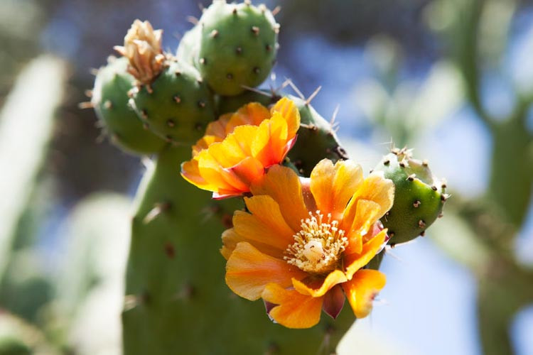 Opuntia ficus-indica, Smooth Mountain Prickly Pear, Indian Fig, Mission Cactus, Tuberous Prickly Pear, Nopal, succulent, cactus, drought tolerant plant