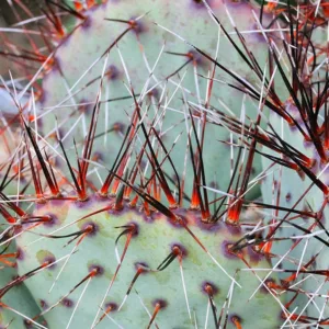 Opuntia macrocentra, Black-Spine Prickly Pear, Purple Prickly Pear, Red-joint Prickly Pear, Texas Santa Rita, succulent, cactus, drought tolerant plant