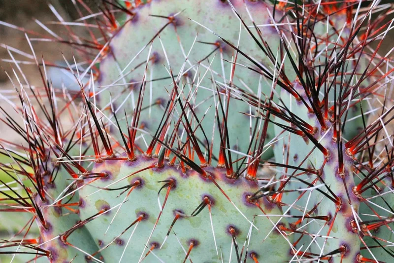 Opuntia macrocentra, Black-Spine Prickly Pear, Purple Prickly Pear, Red-joint Prickly Pear, Texas Santa Rita, succulent, cactus, drought tolerant plant