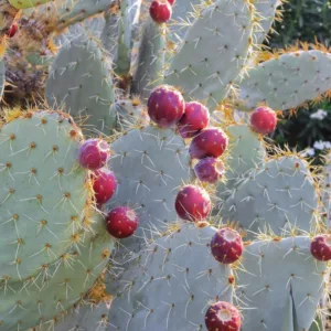 Opuntia robusta, Silver Dollar Prickly Pear, Dinner Plate Cactus, Wheel Cactus, Nopal Tapon, Camuesa, Opuntia guerrana, Opuntia robusta var. guerrana, succulent, cactus, drought tolerant plant