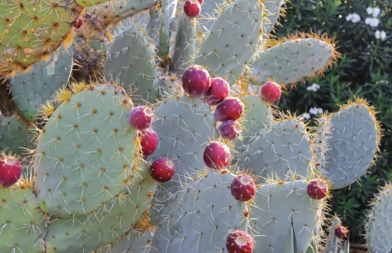 Opuntia robusta, Silver Dollar Prickly Pear, Dinner Plate Cactus, Wheel Cactus, Nopal Tapon, Camuesa, Opuntia guerrana, Opuntia robusta var. guerrana, succulent, cactus, drought tolerant plant