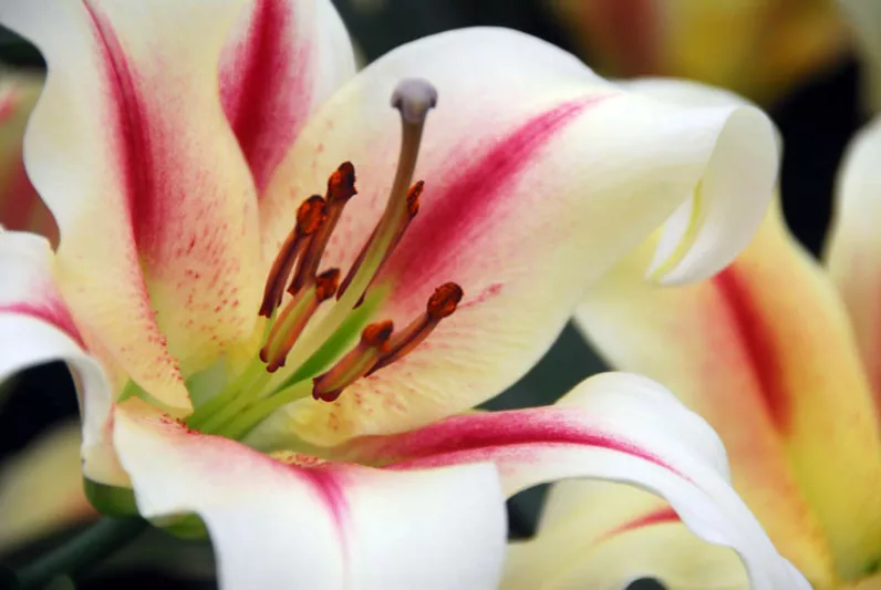 Fragrant lilies, Most fragrant lilies, Lilies for cutting, Orienpet Lilies