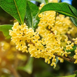 Osmanthus fragrans 'Conger Yellow', Fragrant Olive 'Conger Yellow', Fragrant Tea Olive 'Conger Yellow', Kwei 'Conger Yellow', Sweet Olive 'Conger Yellow', Sweet Tea 'Conger Yellow', Tea Olive 'Conger Yellow'