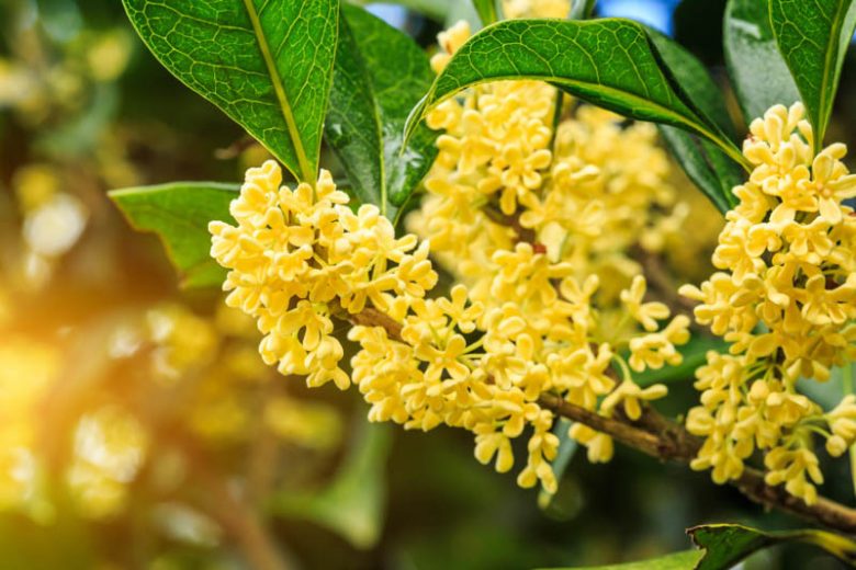 Osmanthus fragrans 'Conger Yellow', Fragrant Olive 'Conger Yellow', Fragrant Tea Olive 'Conger Yellow', Kwei 'Conger Yellow', Sweet Olive 'Conger Yellow', Sweet Tea 'Conger Yellow', Tea Olive 'Conger Yellow'