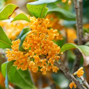Osmanthus fragrans f. aurantiacus, Sweet Olive, Fragrant Tea Olive, Orange Sweet Olive, Japanese Orange Osmanthus, Osmanthus fragrans v. aurantiacus, Osmanthus fragrans aurantiacus
