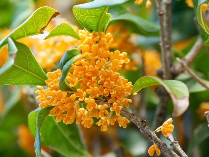 Osmanthus fragrans f. aurantiacus, Sweet Olive, Fragrant Tea Olive, Orange Sweet Olive, Japanese Orange Osmanthus, Osmanthus fragrans v. aurantiacus, Osmanthus fragrans aurantiacus