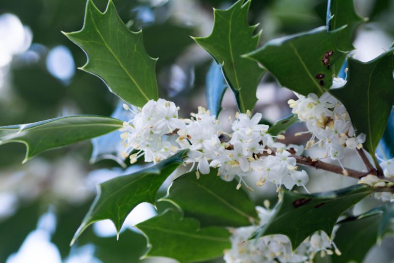 Osmanthus heterophyllus, Holly Osmanthus, Holly Olive, Chinese Holly, False Holly, Fragrant Shrub, Fragrant Tree