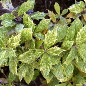 Osmanthus heterophyllus 'Goshiki', Holly Osmanthus 'Goshiki', Holly Olive 'Goshiki', Chinese Holly 'Goshiki', False Holly 'Goshiki', Fragrant Shrub 'Goshiki', Fragrant Tree 'Goshiki'