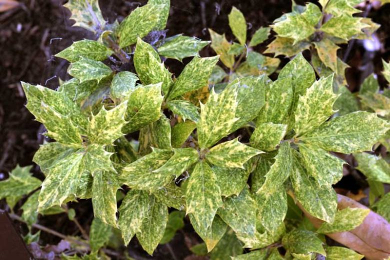 Osmanthus heterophyllus 'Goshiki', Holly Osmanthus 'Goshiki', Holly Olive 'Goshiki', Chinese Holly 'Goshiki', False Holly 'Goshiki', Fragrant Shrub 'Goshiki', Fragrant Tree 'Goshiki'