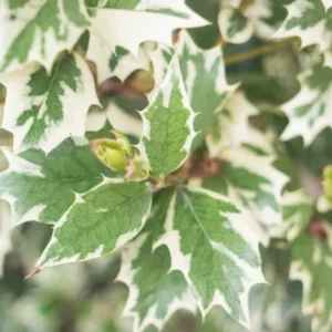 Osmanthus heterophyllus 'Variegatus', Holly Osmanthus 'Variegatus', Holly Olive 'Variegatus', Chinese Holly 'Variegatus', False Holly 'Variegatus', Fragrant Shrub 'Variegatus', Fragrant Tree 'Variegatus'