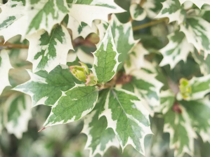 Osmanthus heterophyllus 'Variegatus', Holly Osmanthus 'Variegatus', Holly Olive 'Variegatus', Chinese Holly 'Variegatus', False Holly 'Variegatus', Fragrant Shrub 'Variegatus', Fragrant Tree 'Variegatus'