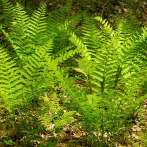 Osmunda Claytoniana,Interrupted Fern, Shade plants, shade perennial, plants for shade, plants for wet soils