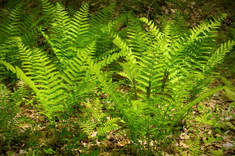 Osmunda Claytoniana,Interrupted Fern, Shade plants, shade perennial, plants for shade, plants for wet soils