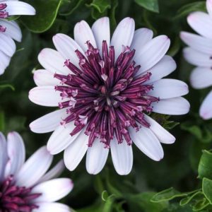Osteospermum '4D Berry White', African Daisy '4D Berry White', Cape Daisy '4D Berry White', 4D Series, evergreen perennial, evergreen shrub, White flowers, Purple Flowers