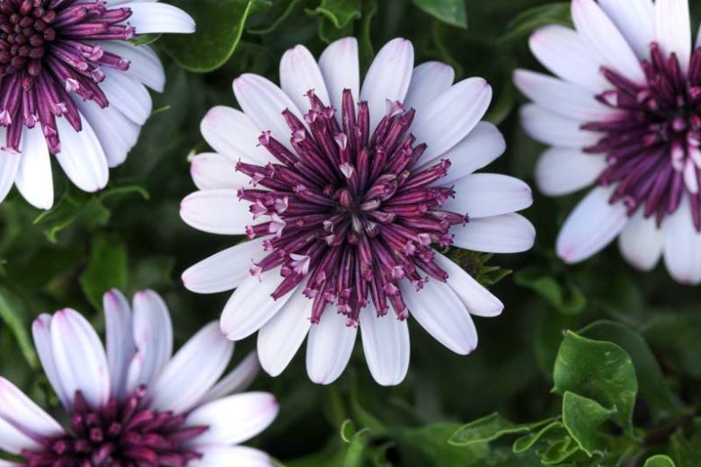 Osteospermum '4D Berry White', African Daisy '4D Berry White', Cape Daisy '4D Berry White', 4D Series, evergreen perennial, evergreen shrub, White flowers, Purple Flowers