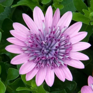 Osteospermum '4D Pink', African Daisy '4D Pink', Cape Daisy '4D Pink', 4D Series, evergreen perennial, evergreen shrub, Pink flowers