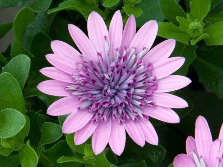 Osteospermum '4D Pink', African Daisy '4D Pink', Cape Daisy '4D Pink', 4D Series, evergreen perennial, evergreen shrub, Pink flowers