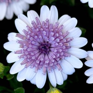 Osteospermum '4D Silver', African Daisy '4D Silver', Cape Daisy '4D Silver', 4D Series, evergreen perennial, evergreen shrub, White flowers