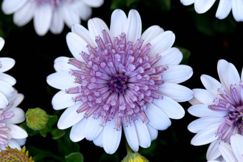 Osteospermum '4D Silver', African Daisy '4D Silver', Cape Daisy '4D Silver', 4D Series, evergreen perennial, evergreen shrub, White flowers