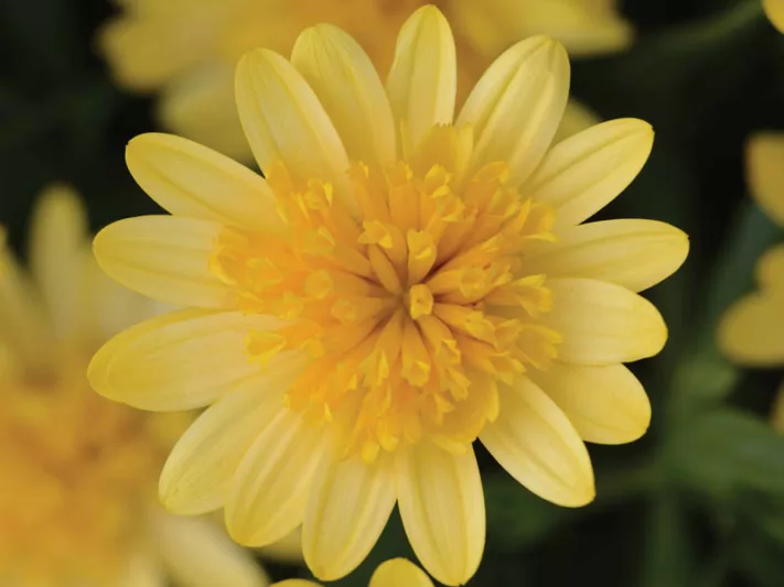 Osteospermum '4D Sunburst', African Daisy '4D Sunburst', Cape Daisy '4D Sunburst', 4D Series, evergreen perennial, evergreen shrub, Yellow flowers
