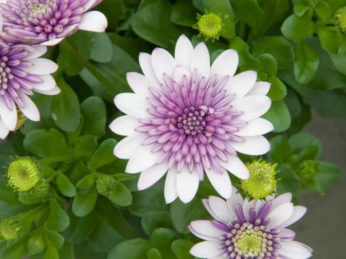 Osteospermum '4D Violet Ice', African Daisy '4D Violet Ice', Cape Daisy '4D Violet Ice', 4D Series, evergreen perennial, evergreen shrub, purple flowers, White flowers