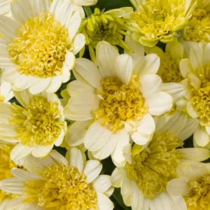 Osteospermum 'Bright Lights Double Moonglow', African Daisy 'Bright Lights Double Moonglow', Cape Daisy 'Bright Lights Double Moonglow', Bright Lights Series, evergreen perennial, evergreen shrub, yellow flowers