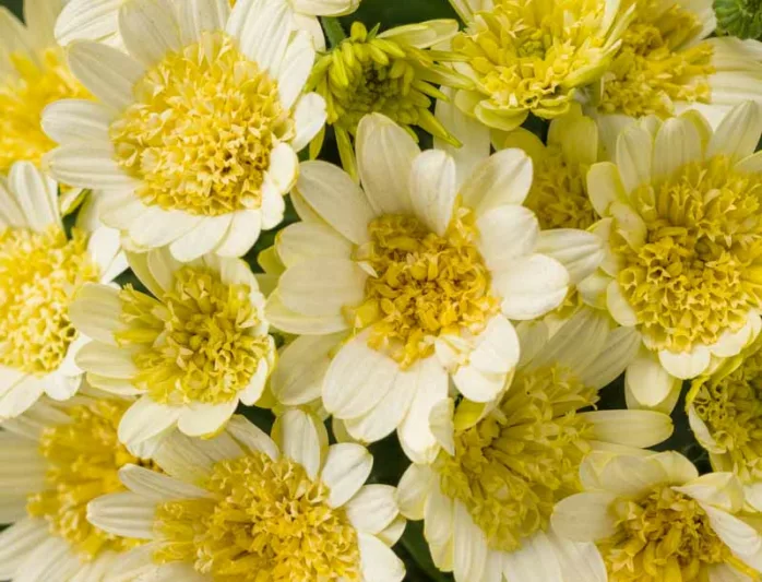 Osteospermum 'Bright Lights Double Moonglow', African Daisy 'Bright Lights Double Moonglow', Cape Daisy 'Bright Lights Double Moonglow', Bright Lights Series, evergreen perennial, evergreen shrub, yellow flowers