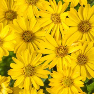 Osteospermum 'Bright Lights Yellow', African Daisy 'Bright Lights Yellow', Cape Daisy 'Bright Lights Yellow', Bright Lights Series, evergreen perennial, evergreen shrub, yellow flowers