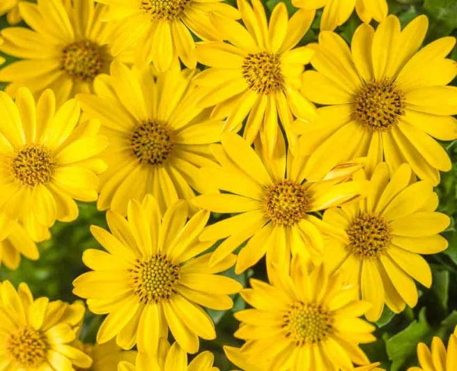 Osteospermum 'Bright Lights Yellow', African Daisy 'Bright Lights Yellow', Cape Daisy 'Bright Lights Yellow', Bright Lights Series, evergreen perennial, evergreen shrub, yellow flowers