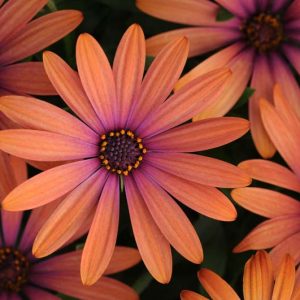 Osteospermum 'Serenity Bronze', African Daisy 'Serenity Bronze', Cape Daisy 'Serenity Bronze', Serenity Series, evergreen perennial, evergreen shrub, Orange flowers