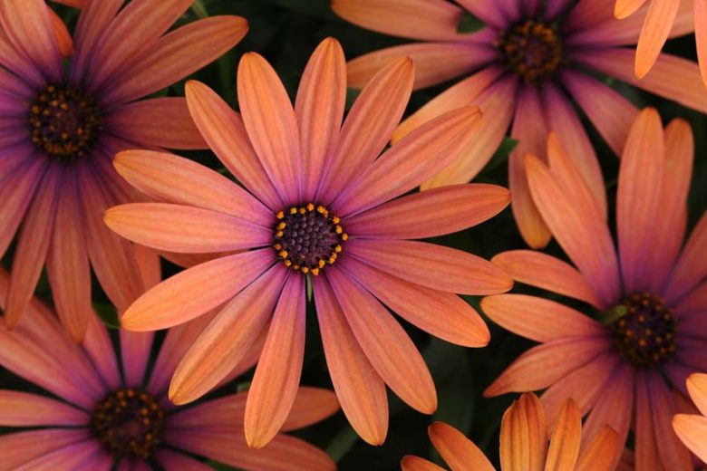 Osteospermum 'Serenity Bronze', African Daisy 'Serenity Bronze', Cape Daisy 'Serenity Bronze', Serenity Series, evergreen perennial, evergreen shrub, Orange flowers