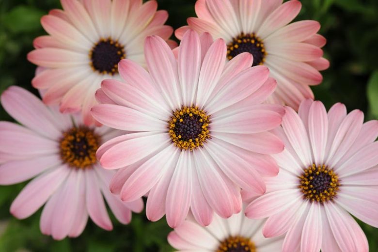 Osteospermum 'Serenity Pink Magic', African Daisy 'Serenity Pink Magic', Cape Daisy 'Serenity Pink Magic', Serenity Series, evergreen perennial, evergreen shrub, Pink flowers