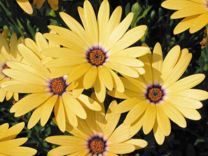 Osteospermum 'Lemon Symphony', African Daisy 'Lemon Symphony', Cape Daisy 'Lemon Symphony', Symphony Series, evergreen perennial, evergreen shrub, yellow flowers