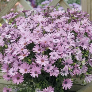 Osteospermum 'Soprano Light Purple', African Daisy 'Soprano Light Purple', Cape Daisy 'Soprano Light Purple', Soprano Series, evergreen perennial, evergreen shrub, purple flowers, lavender flowers