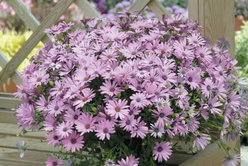 Osteospermum 'Soprano Light Purple', African Daisy 'Soprano Light Purple', Cape Daisy 'Soprano Light Purple', Soprano Series, evergreen perennial, evergreen shrub, purple flowers, lavender flowers