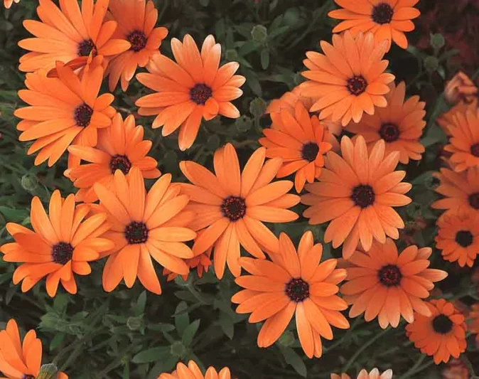 Osteospermum 'Orange Symphony', African Daisy 'Orange Symphony', Cape Daisy 'Orange Symphony', Symphony Series, evergreen perennial, evergreen shrub, Orange flowers