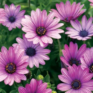 Osteospermum 'Soprano Purple', African Daisy 'Soprano Purple', Cape Daisy 'Soprano Purple', Soprano Series, evergreen perennial, evergreen shrub, purple flowers